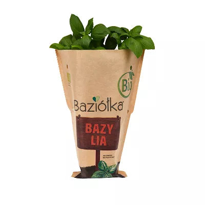 *BAZIÓŁKA Bazylia do posadzenia w doniczce - BIO