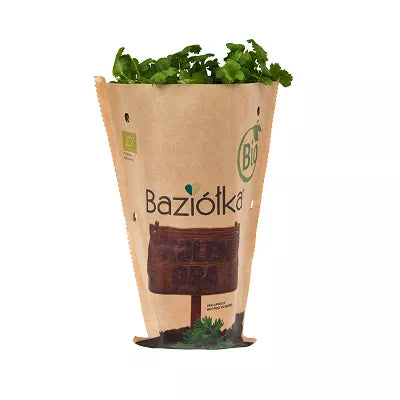 *BAZIÓŁKA Bazylia do posadzenia w doniczce - BIO