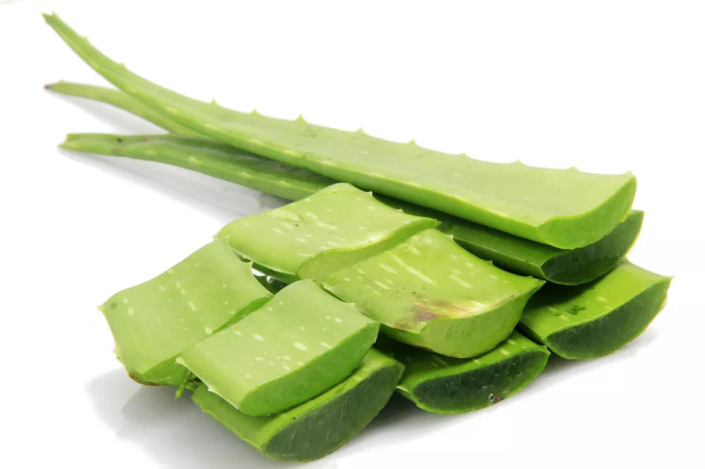 Aloes, Liście całe - Aloe Vera (1szt.) - BIO