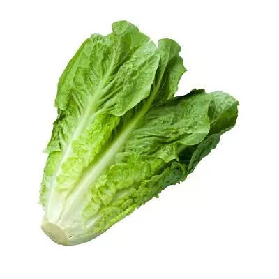 Sałata rzymska mini ekologiczna opakowanie 2szt. - BIO (I)