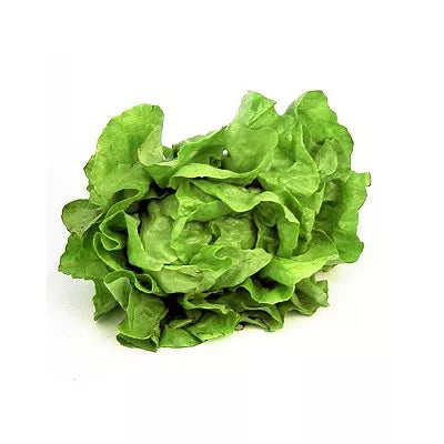 Sałata ekologiczna 1szt. - BIO (I)